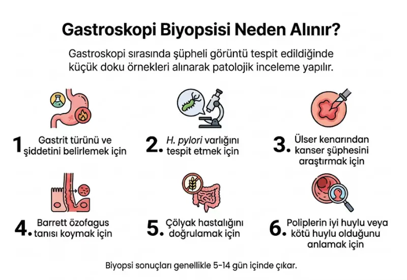 Gastroskopi biyopsisi neden alınır infografiği